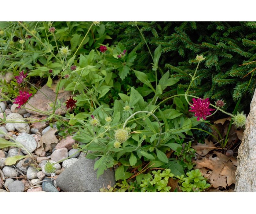 Knautia